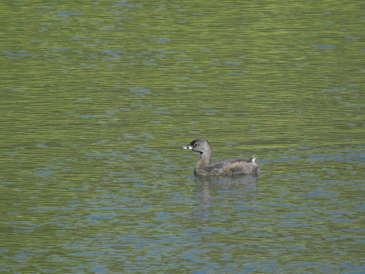 Pied-billed Grebe - Daniel Raposo 🦅