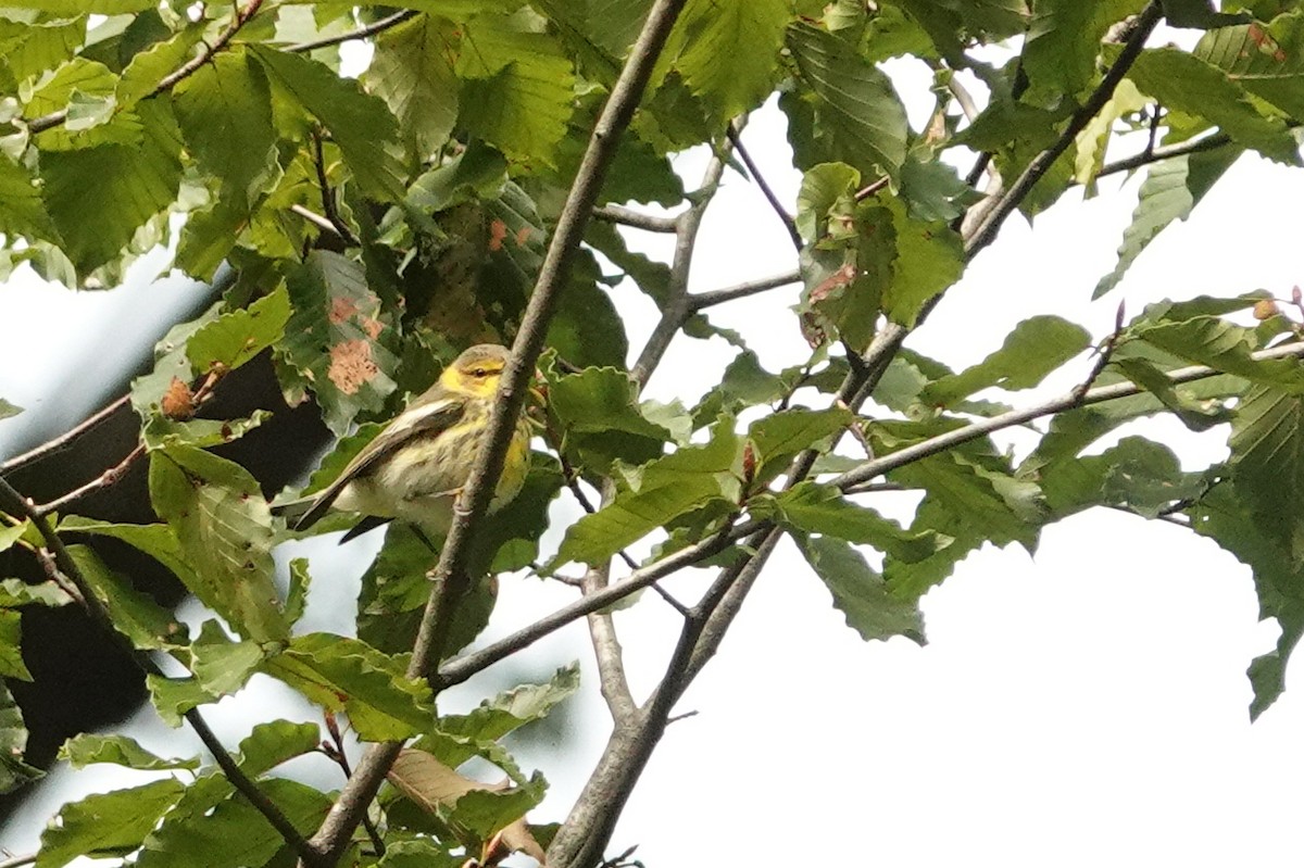 Cape May Warbler - ML262962381
