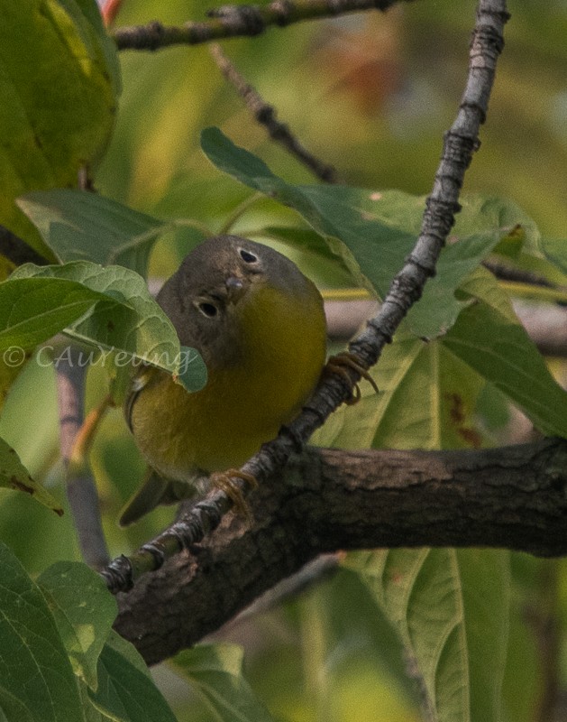 Nashville Warbler - Catherine AuYeung