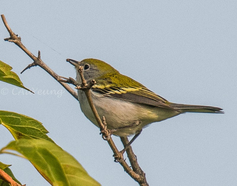 Chestnut-sided Warbler - Catherine AuYeung