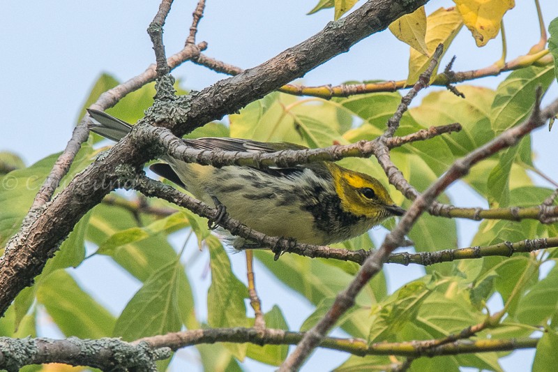 Black-throated Green Warbler - Catherine AuYeung