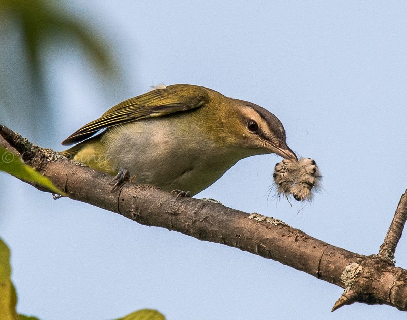 Red-eyed Vireo - ML262964171