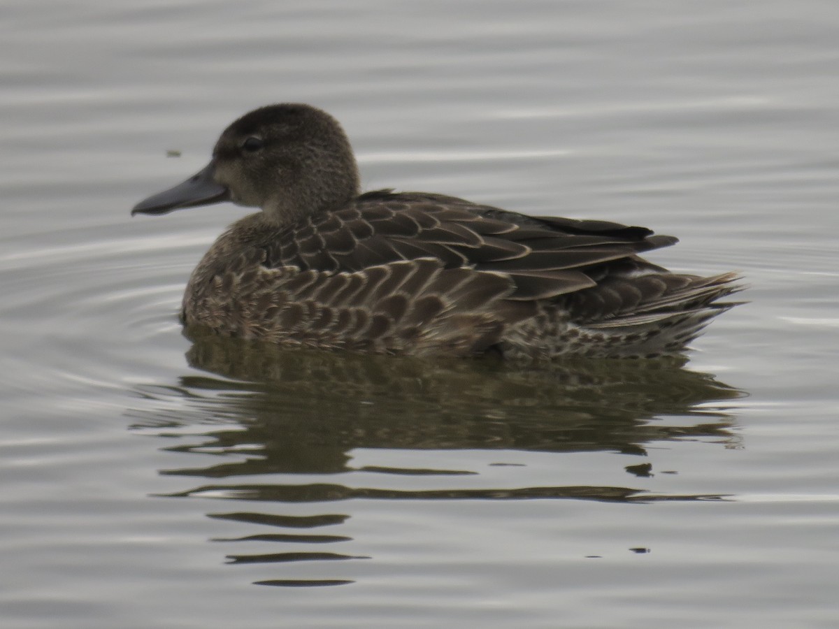 Blue-winged Teal - ML262965371