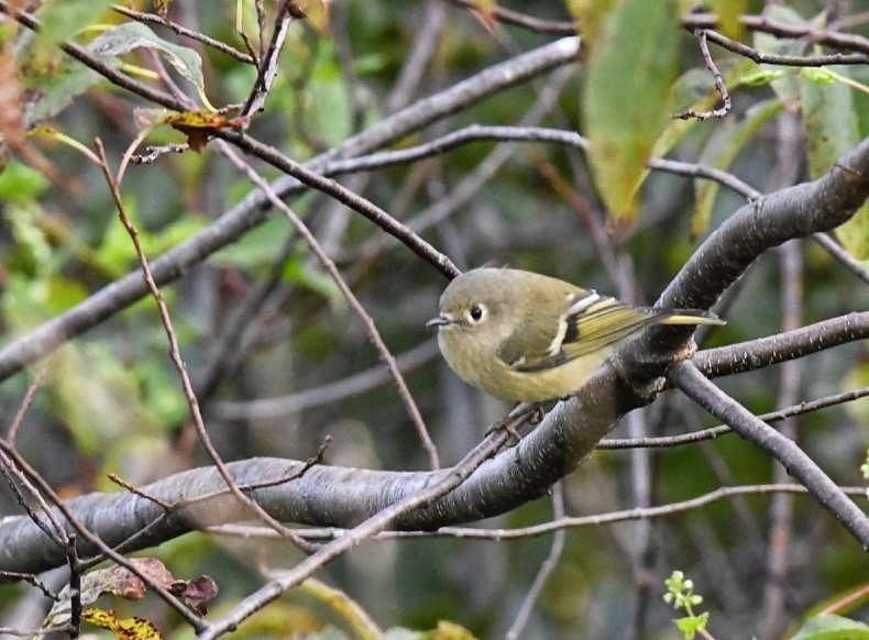 Ruby-crowned Kinglet - Ian Topolsky