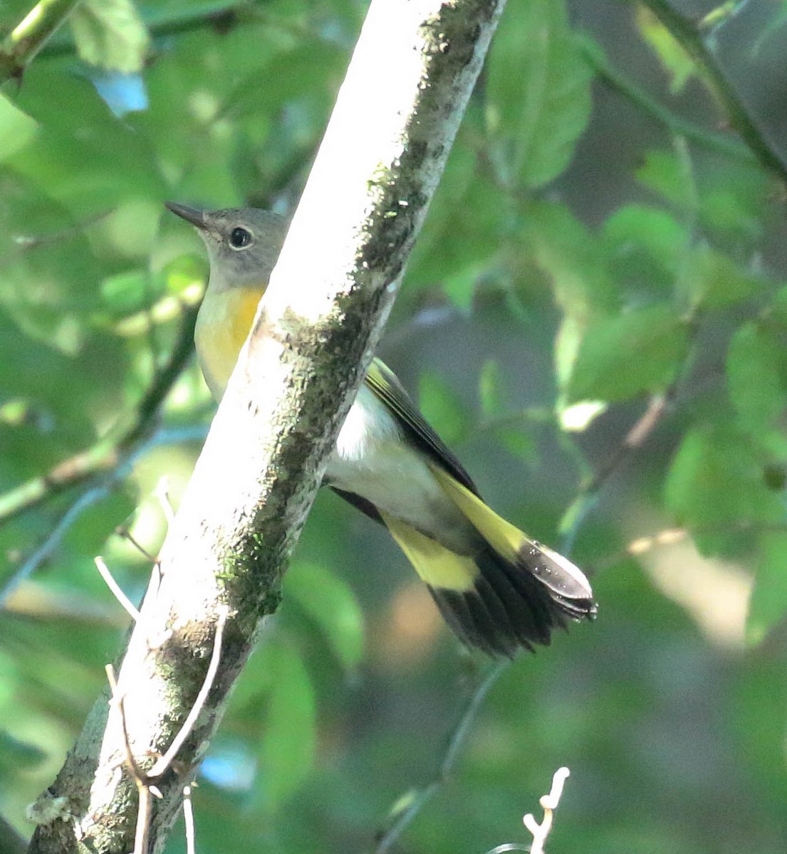 American Redstart - ML262968921