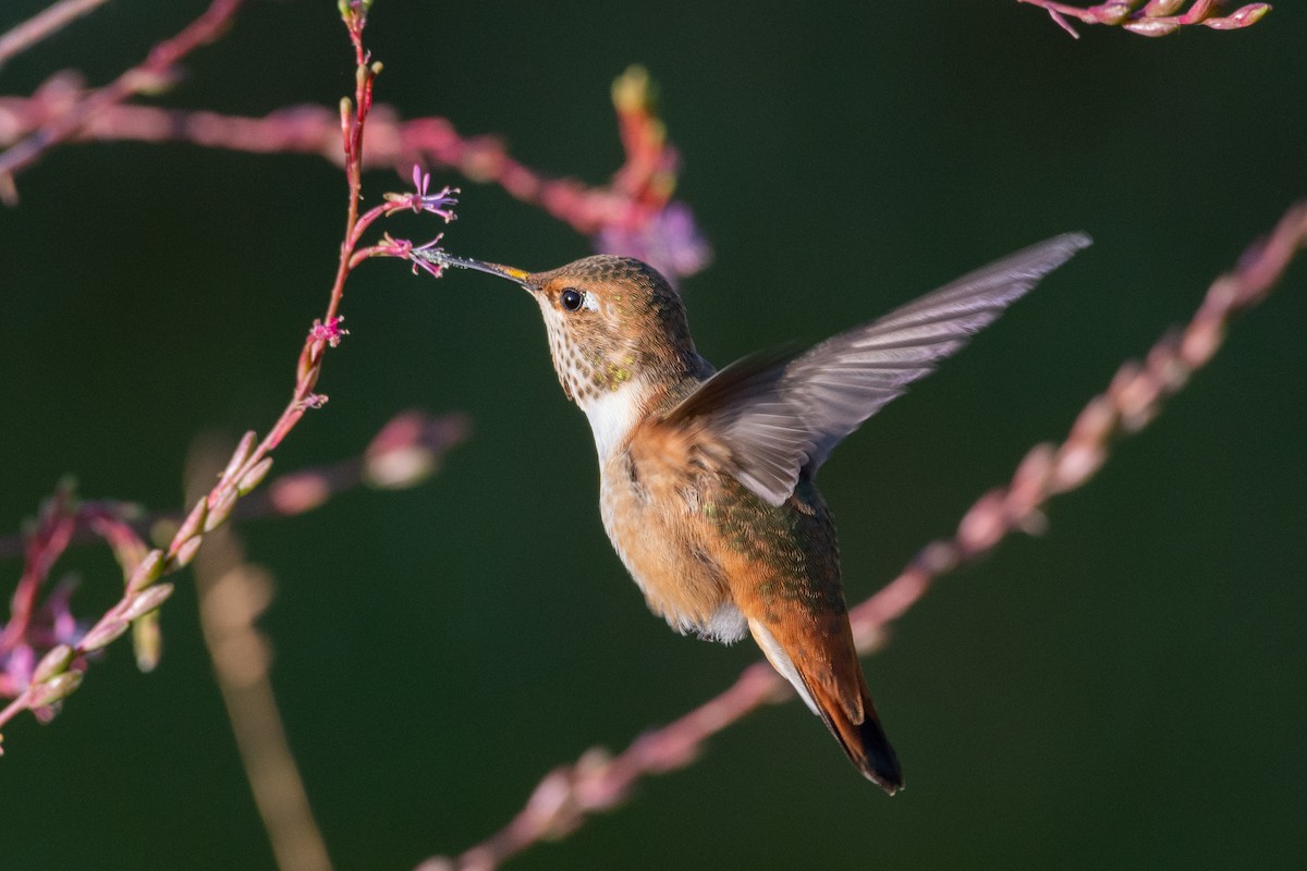Rufous Hummingbird - Owen Sinkus