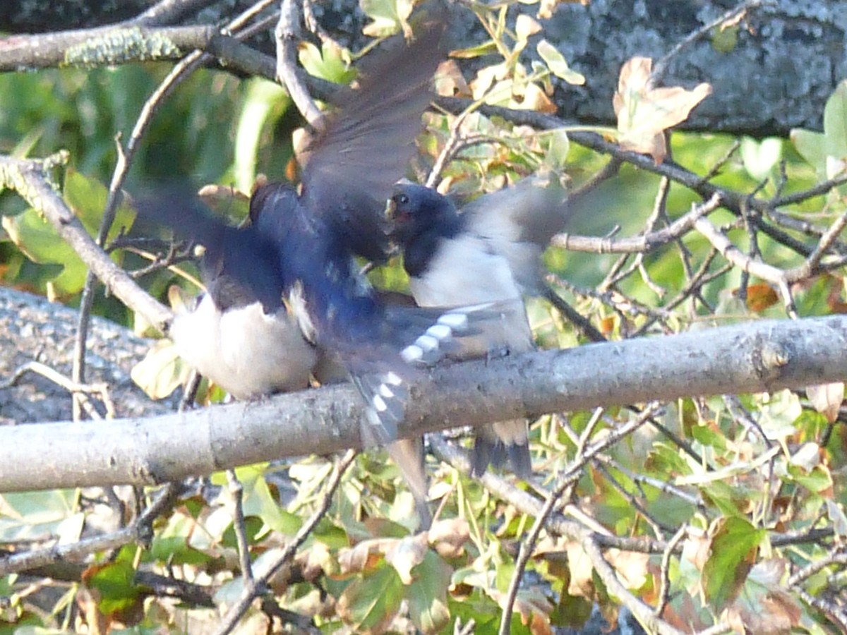 Barn Swallow - ML262970951