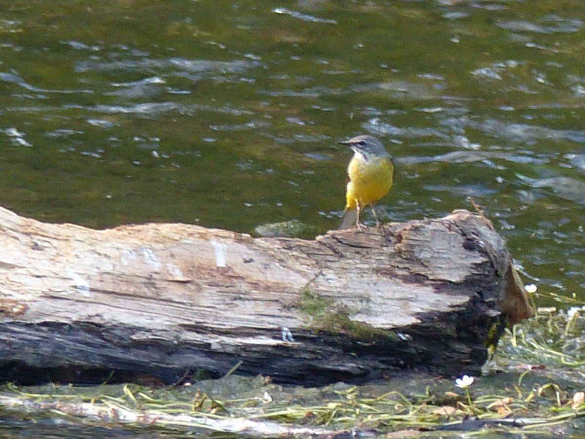 Gray Wagtail - ML262971251