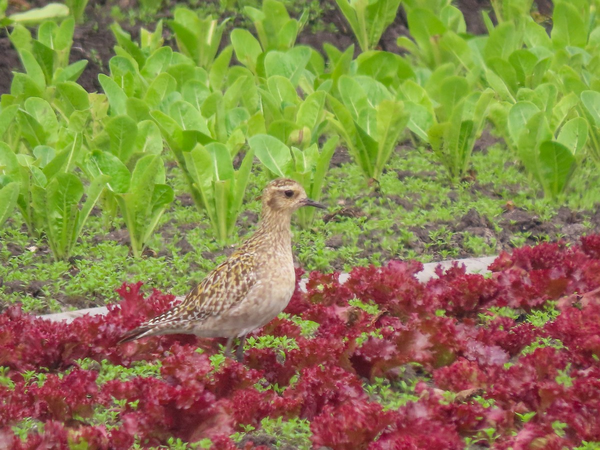 Pluvier fauve - ML262971811