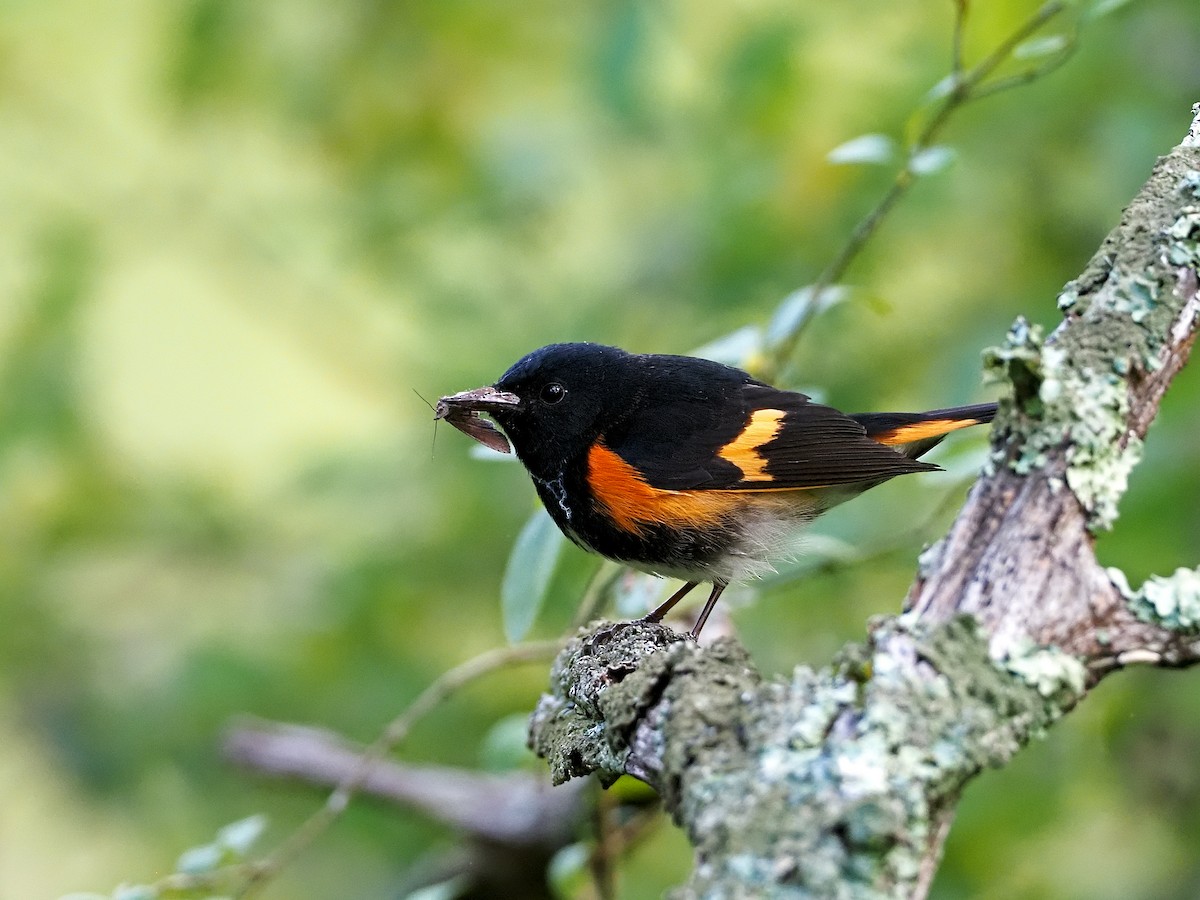 American Redstart - ML262972281