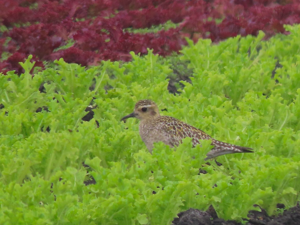 Pluvier fauve - ML262972621