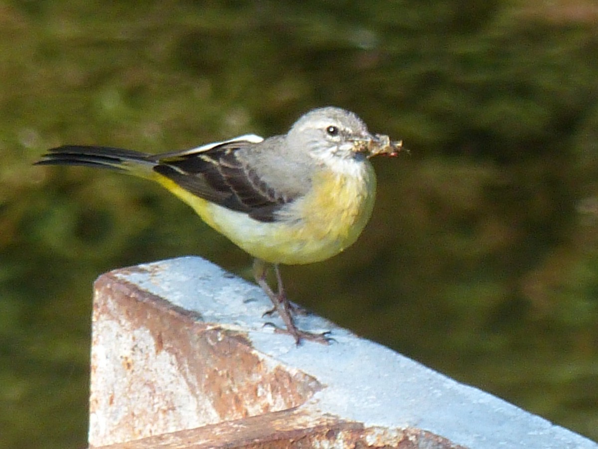 Gray Wagtail - ML262972701