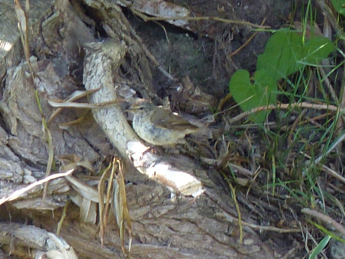 Willow Warbler/Common Chiffchaff - ML262972741