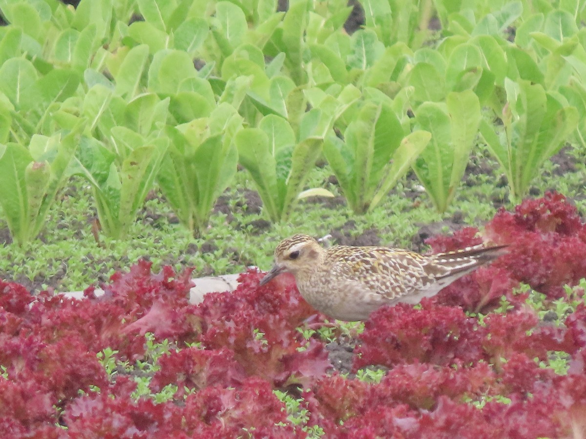 Pluvier fauve - ML262972951