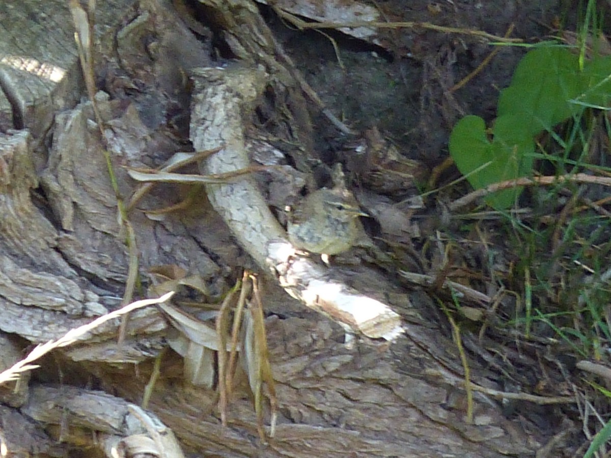 Willow Warbler/Common Chiffchaff - ML262974021