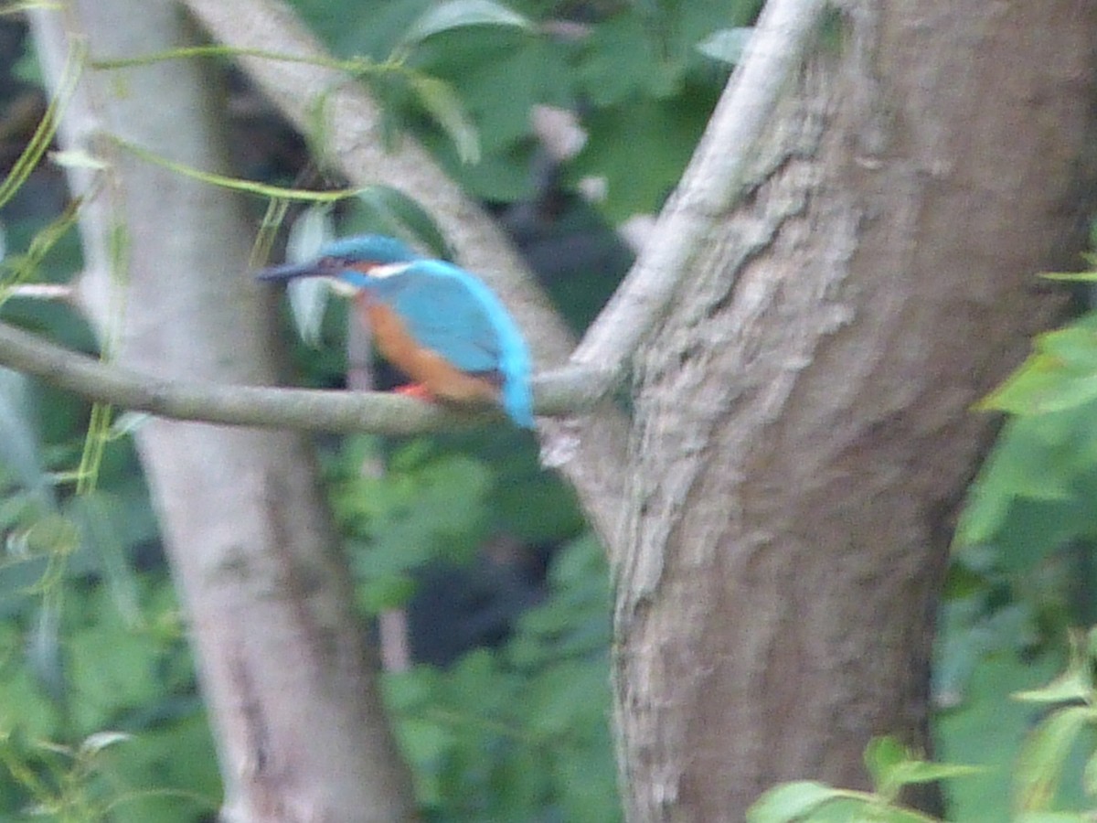 Common Kingfisher - ML262975661