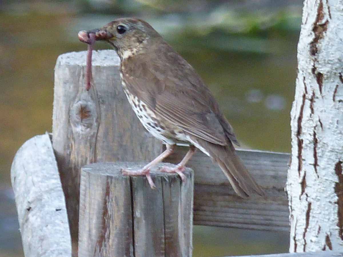 Song Thrush - ML262975961