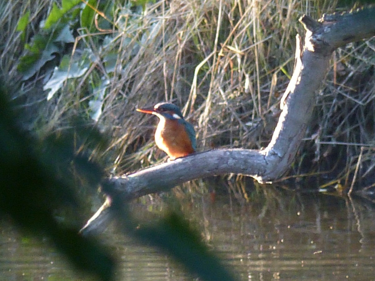 Common Kingfisher - ML262975991