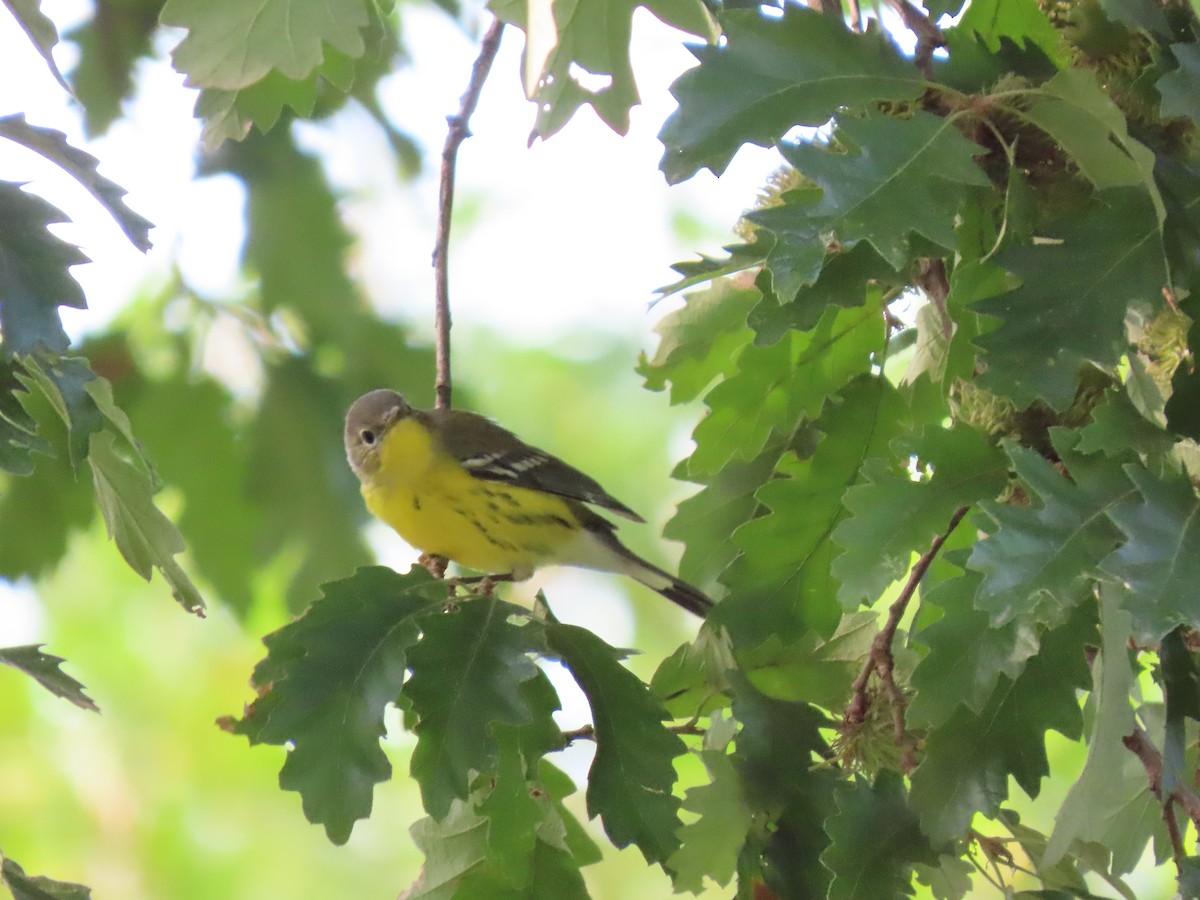 Magnolia Warbler - Julie Wilson