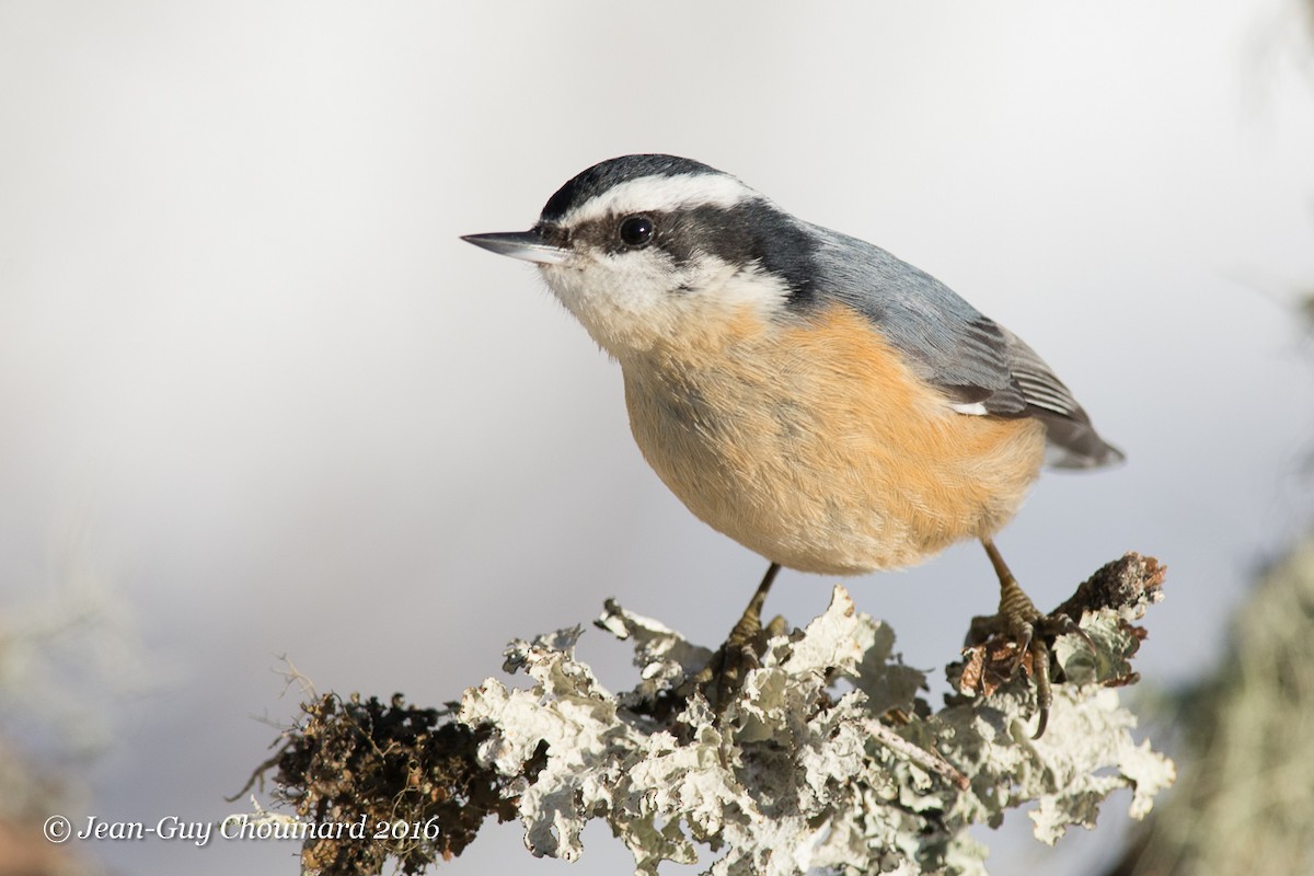 Red-breasted Nuthatch - Jean Guy Chouinard