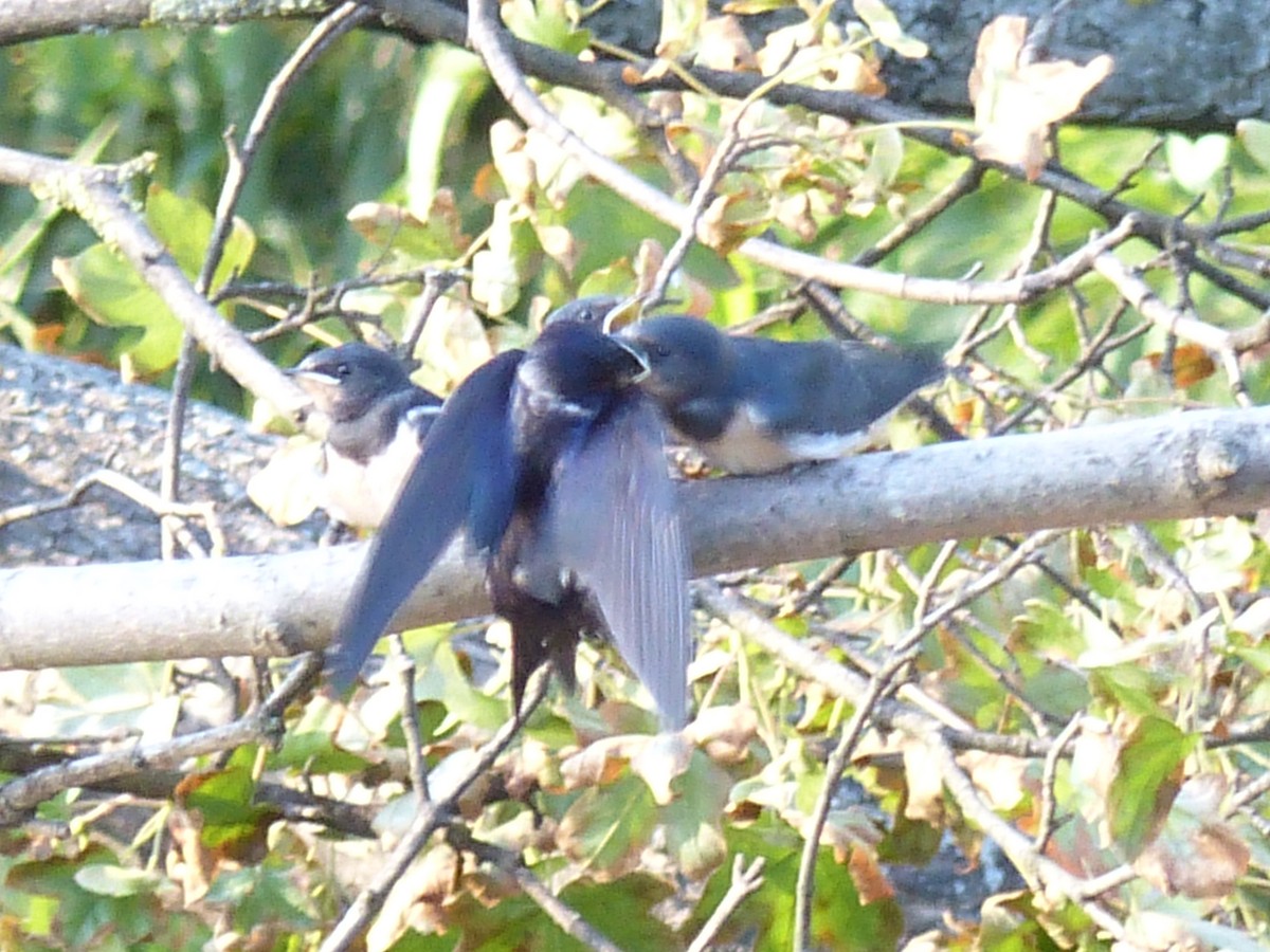 Golondrina Común - ML262978371