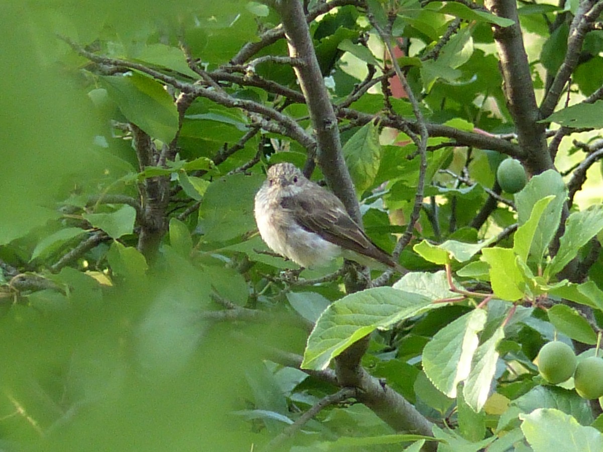 Spotted Flycatcher - ML262979581