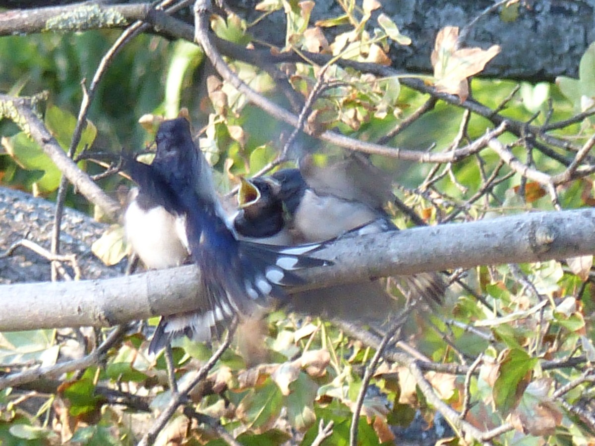 Golondrina Común - ML262980121