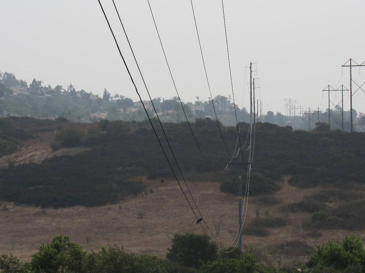 Red-shouldered Hawk - ML262980391