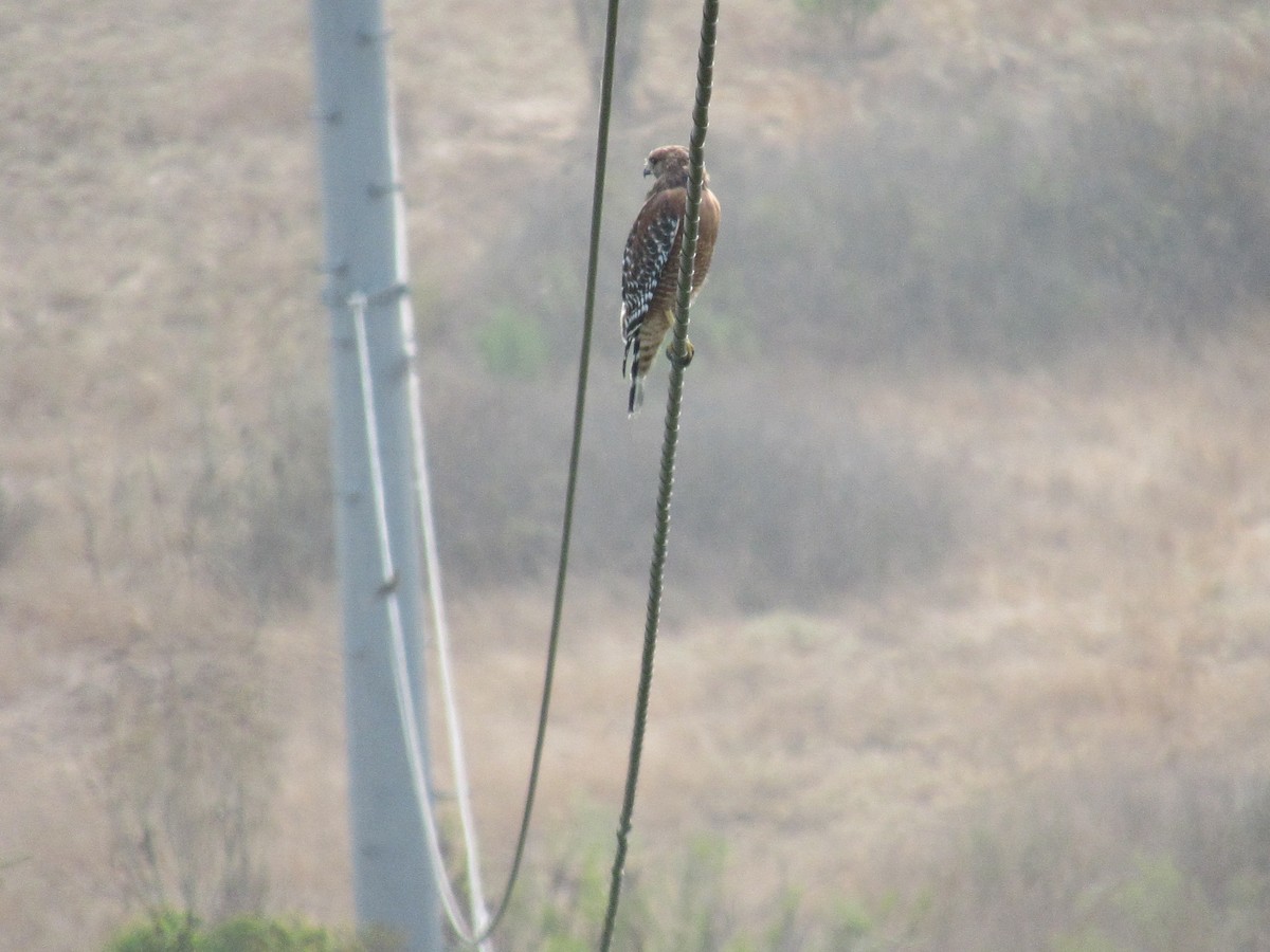 Red-shouldered Hawk - ML262980401