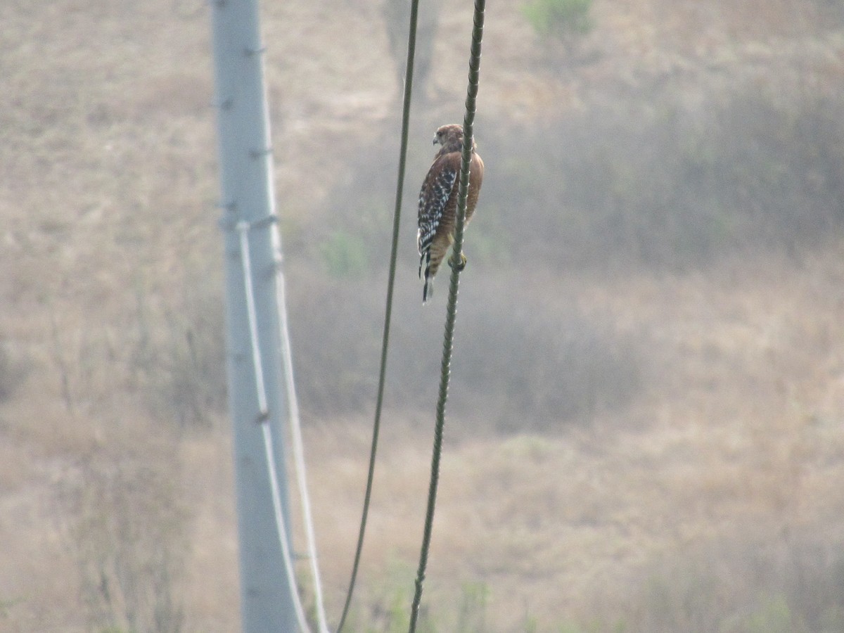 Red-shouldered Hawk - ML262980411