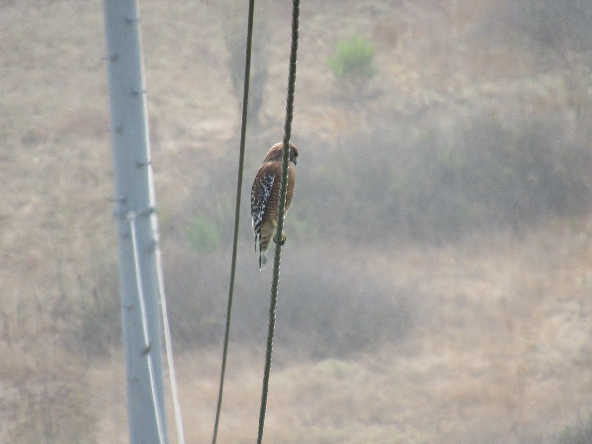 Red-shouldered Hawk - ML262980421