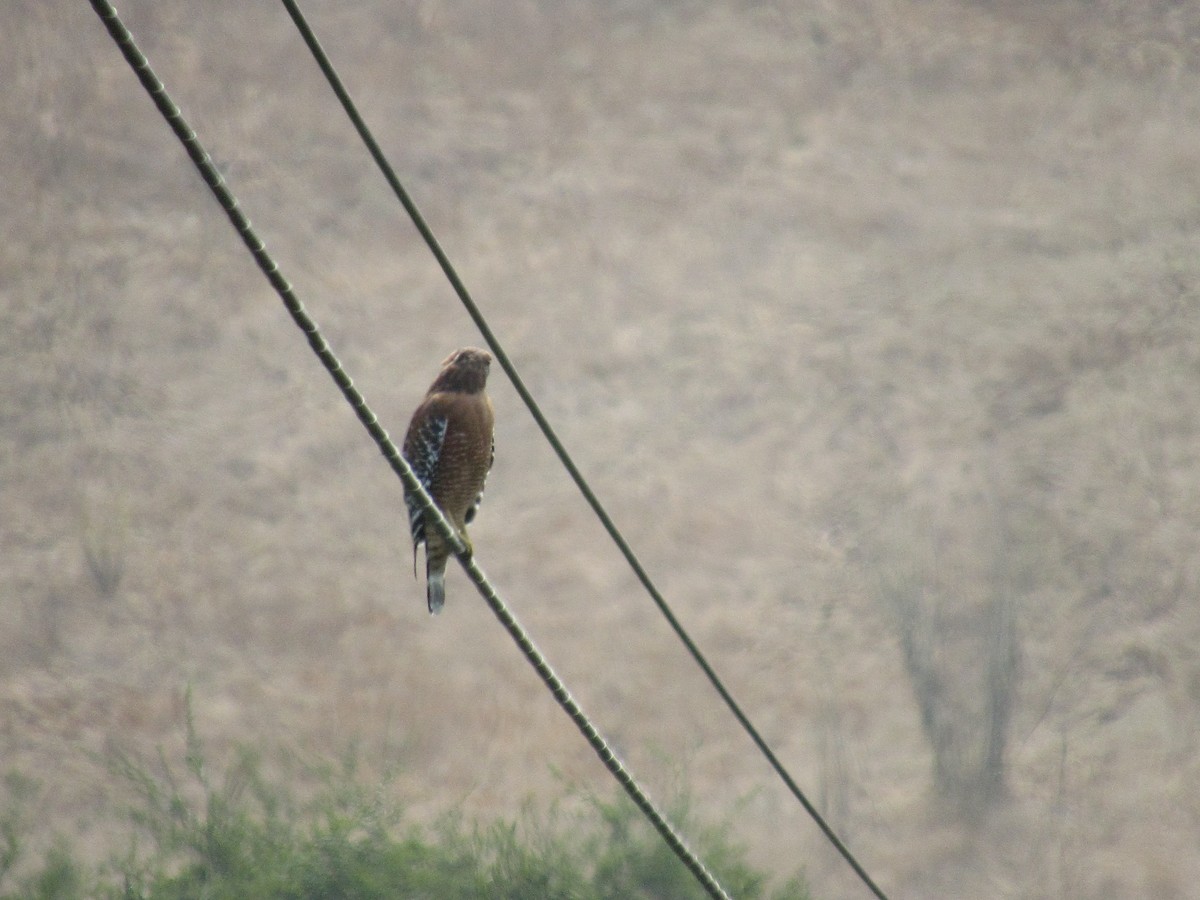 Red-shouldered Hawk - ML262980431