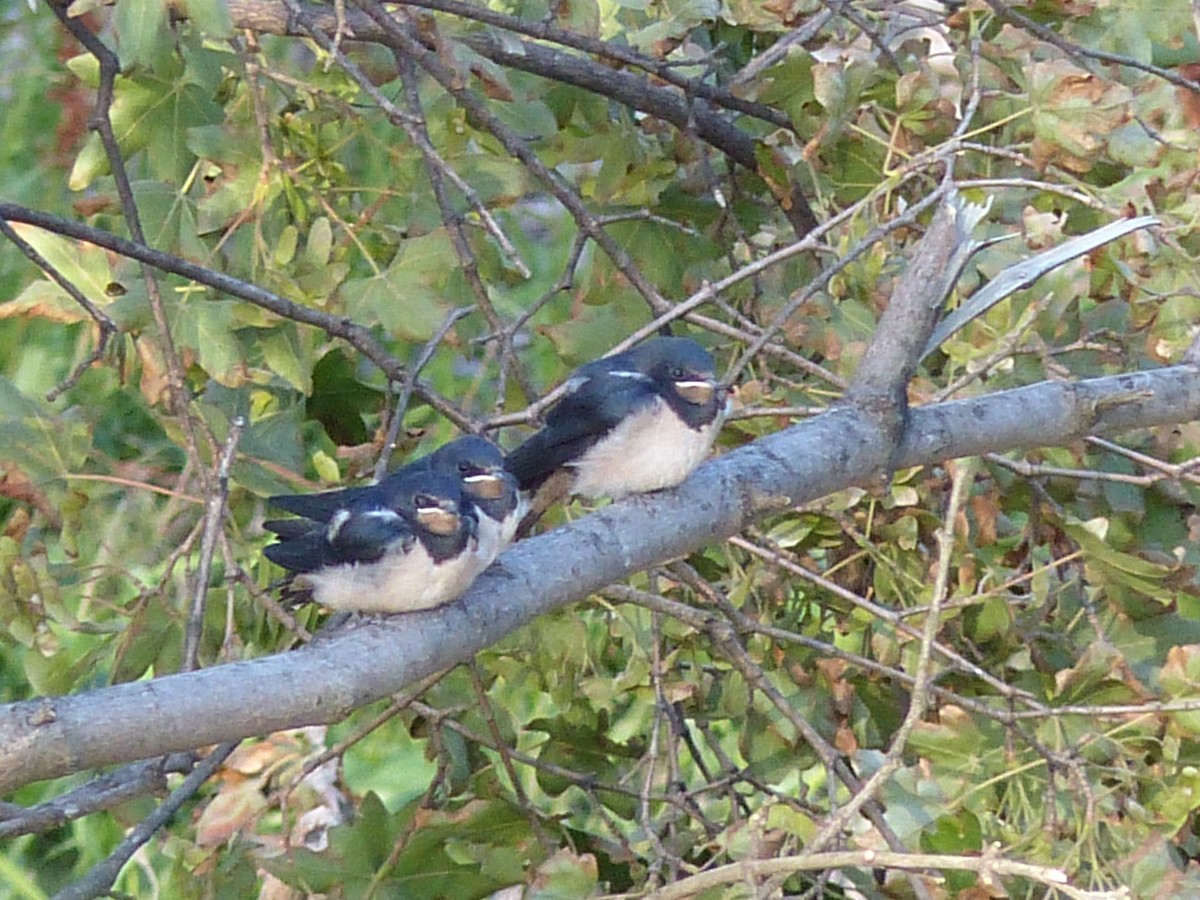 Golondrina Común - ML262980461