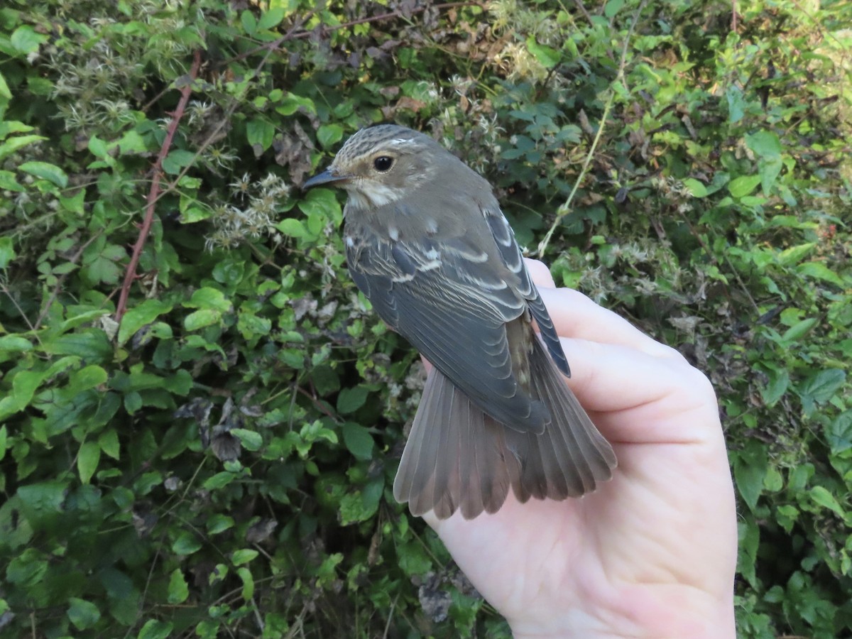 Spotted Flycatcher - David Campbell