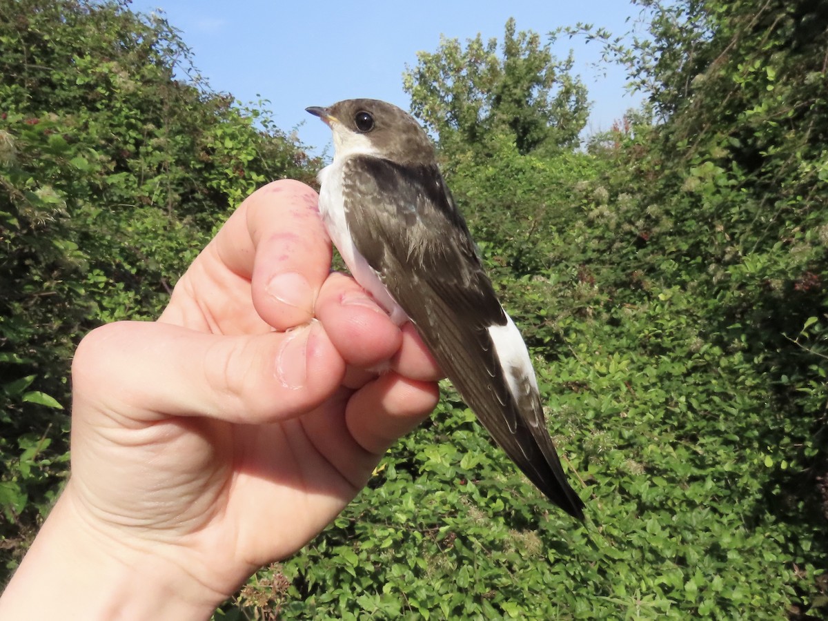 Western House-Martin - David Campbell