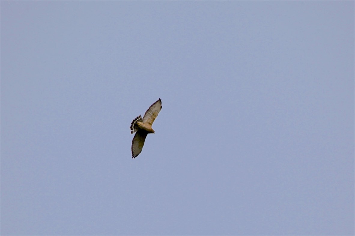 Broad-winged Hawk - ML262980991