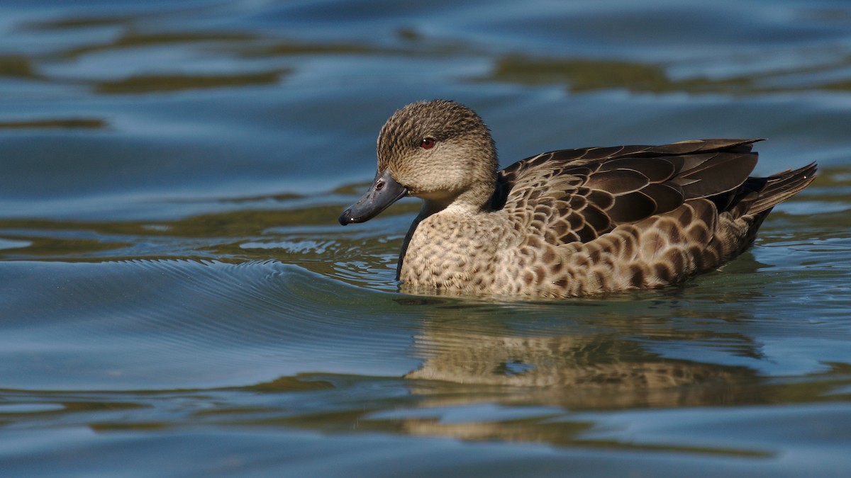 Gray Teal - Christopher Tuffley