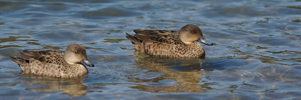 Gray Teal - Christopher Tuffley