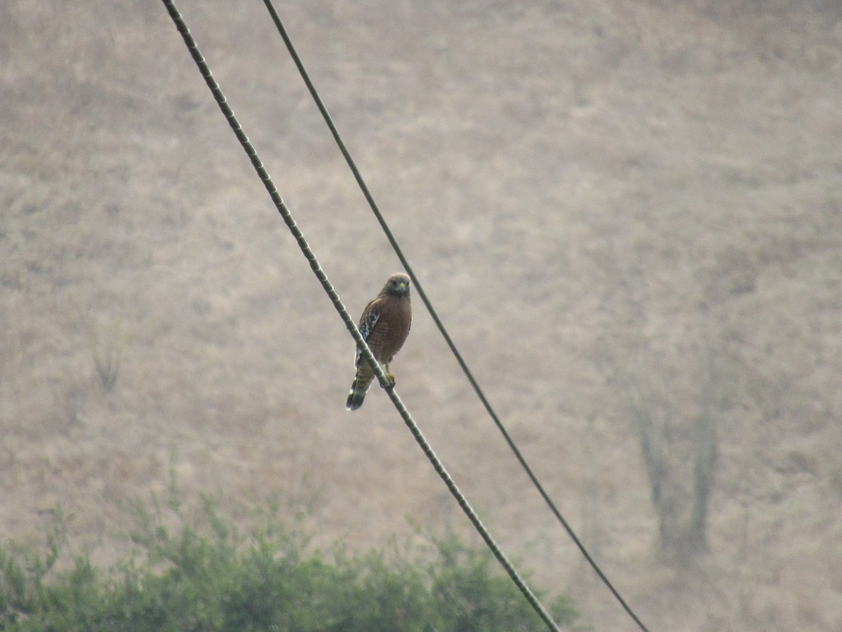 Red-shouldered Hawk - ML262981441