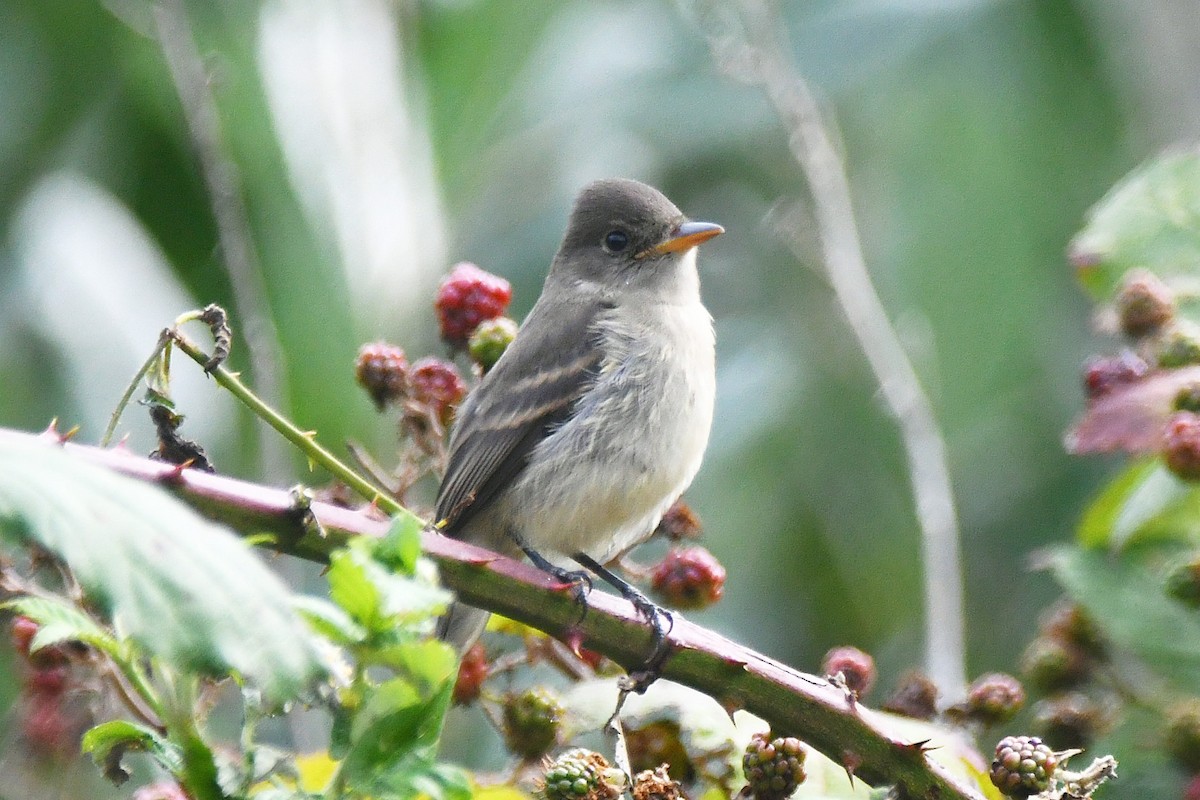 Willow Flycatcher - Phil Pickering