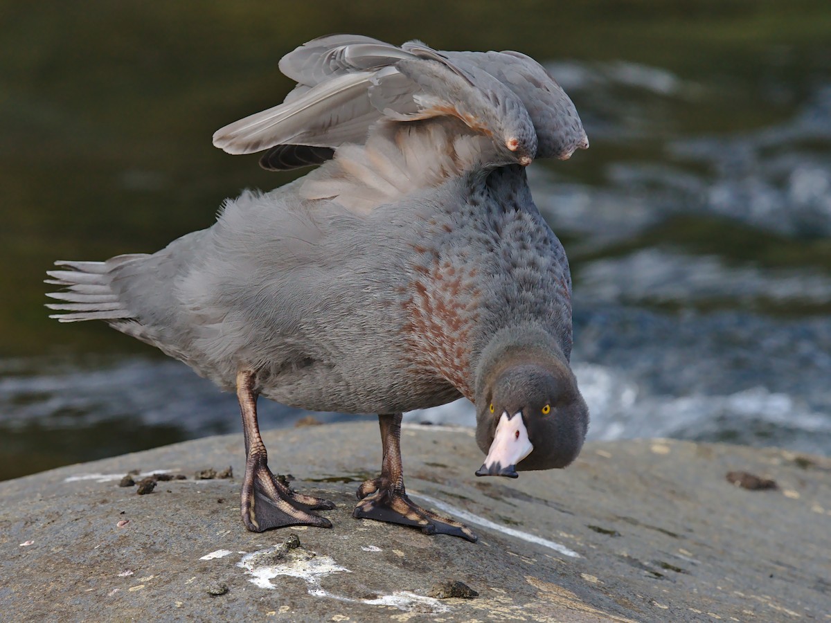 Blue Duck - Christopher Tuffley