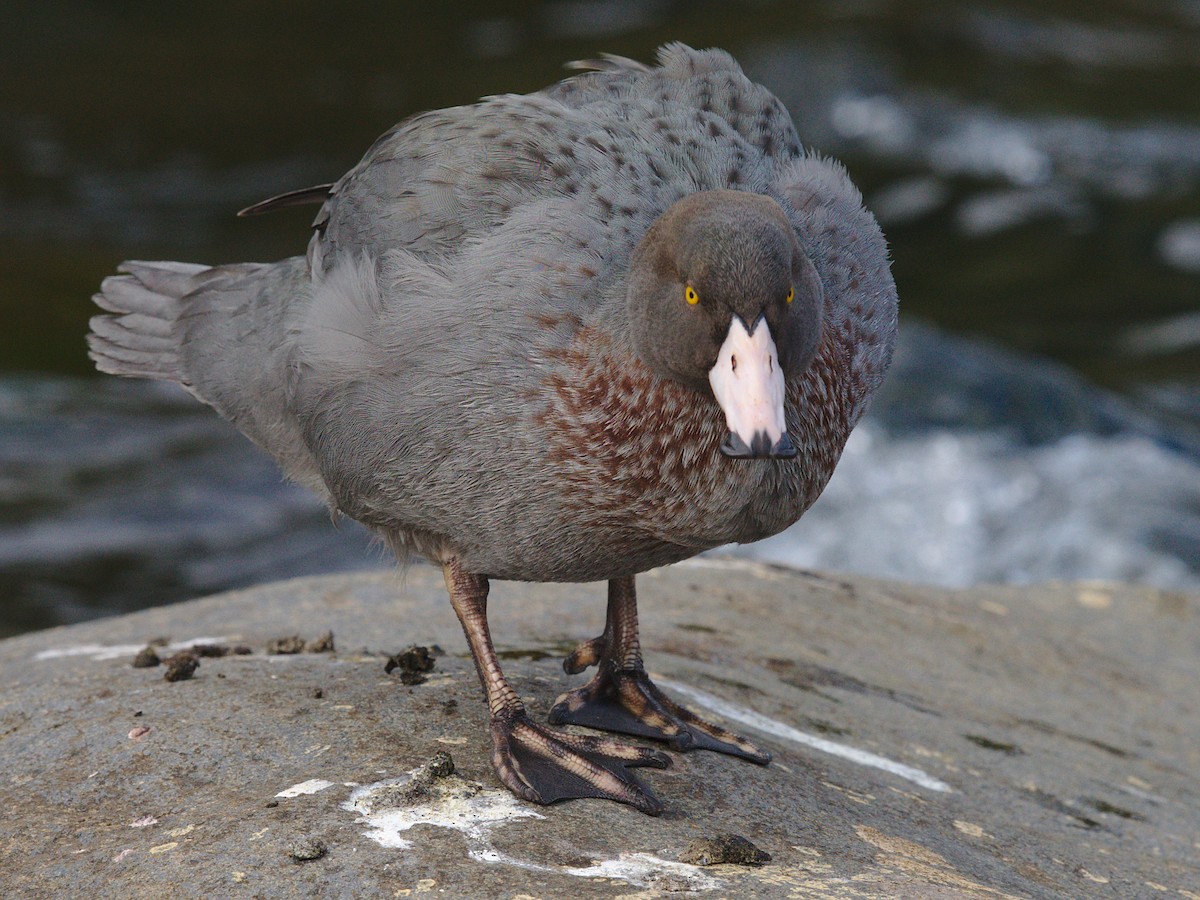 Blue Duck - Christopher Tuffley