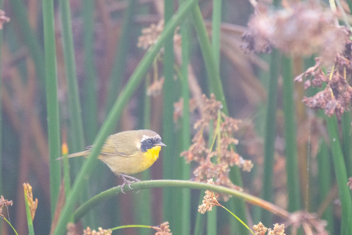 Common Yellowthroat - ML262982221