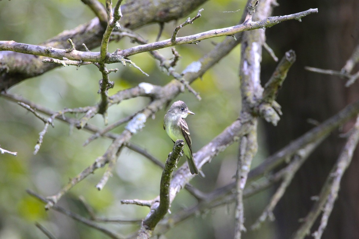 Eastern Wood-Pewee - Vickie Baily