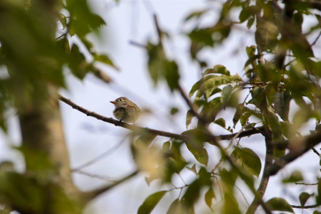 Least Flycatcher - ML262982761