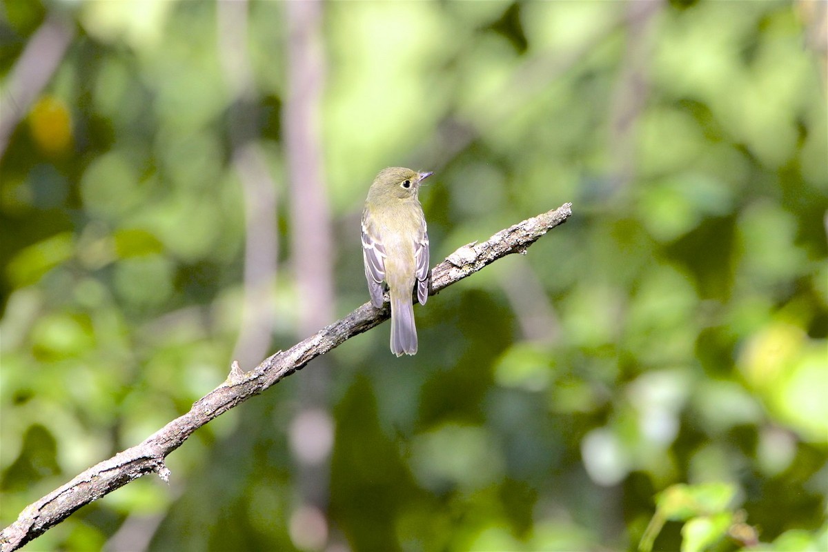 Least Flycatcher - Vickie Baily