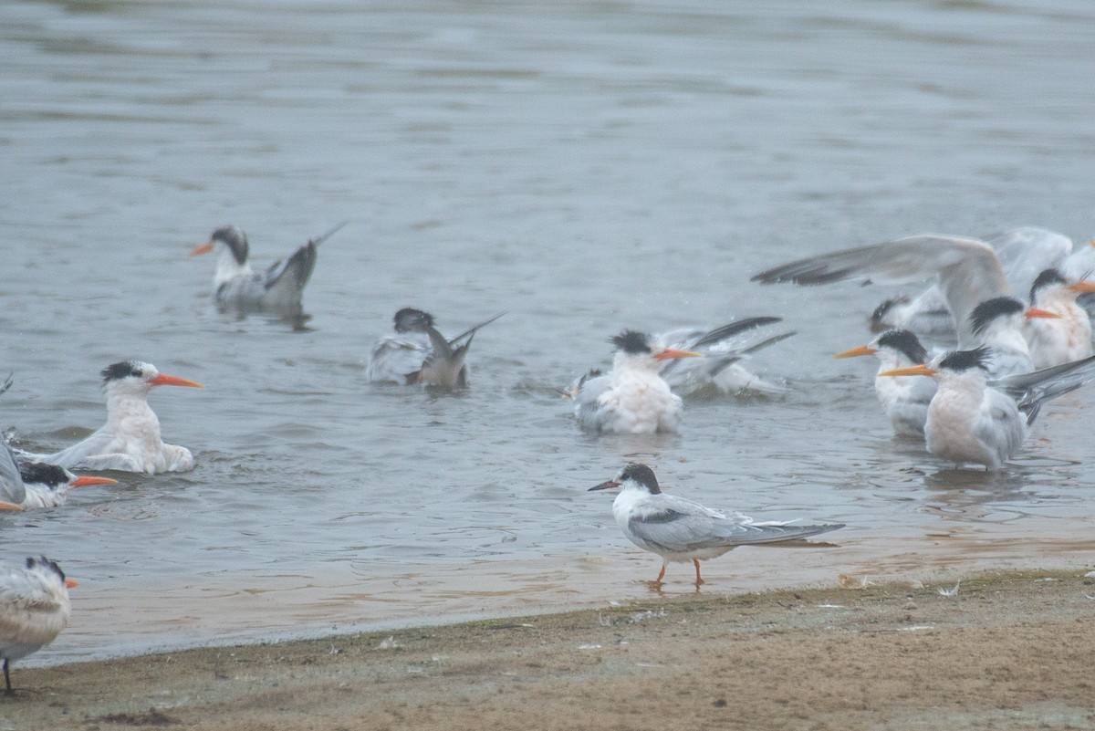 Common Tern - ML262985561