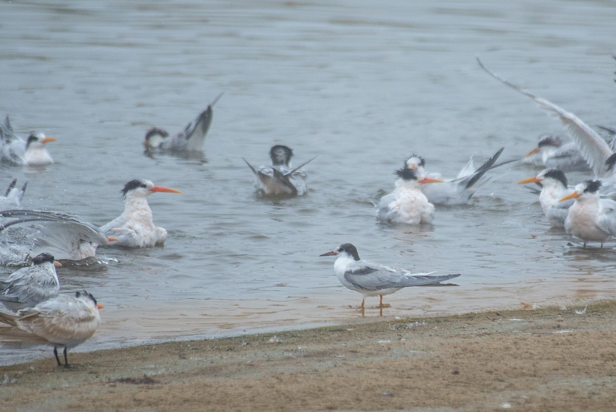 Common Tern - ML262986591