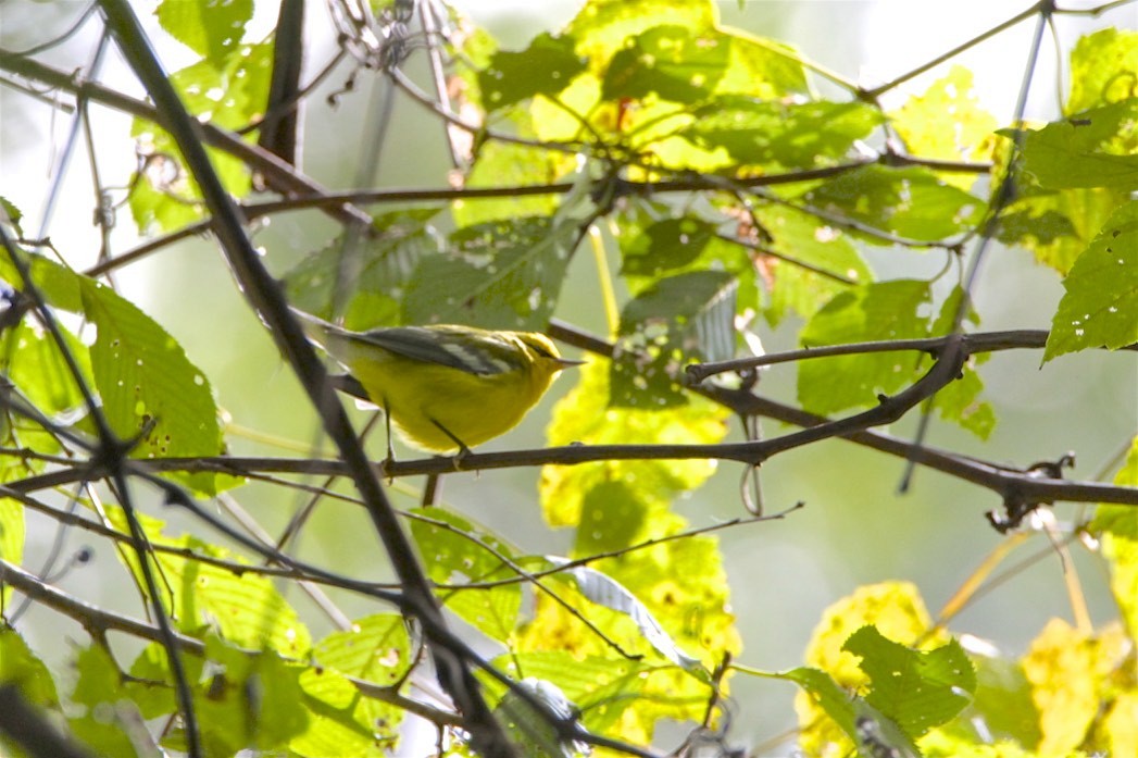 Blue-winged Warbler - Vickie Baily