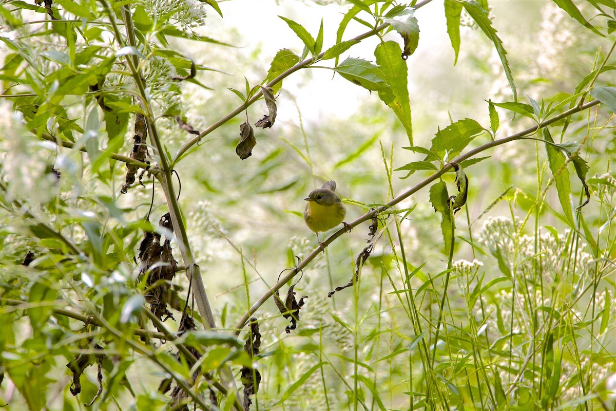 Common Yellowthroat - ML262986671